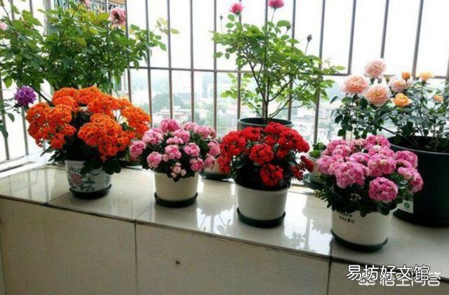 长寿花十月份落叶了,怎么办?