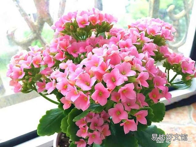 长寿花十月份落叶了,怎么办?