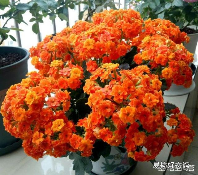 长寿花十月份落叶了,怎么办?