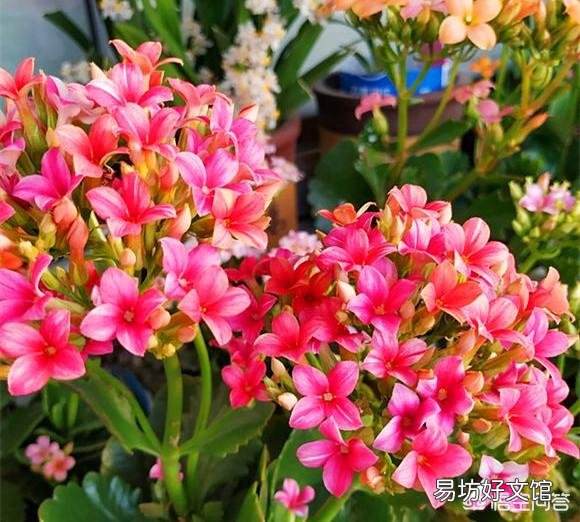 长寿花十月份落叶了,怎么办?