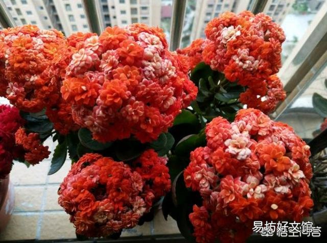 长寿花十月份落叶了,怎么办?