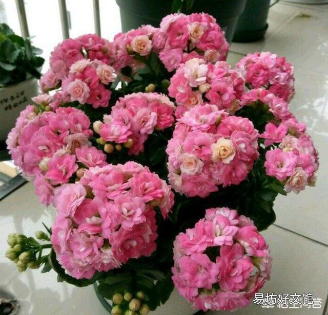 长寿花十月份落叶了,怎么办?