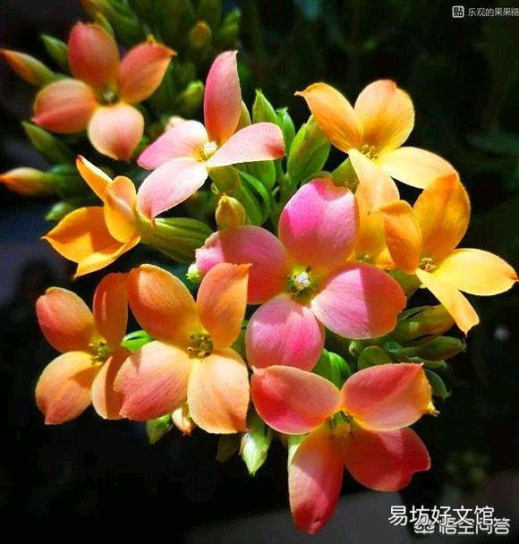长寿花十月份落叶了,怎么办?
