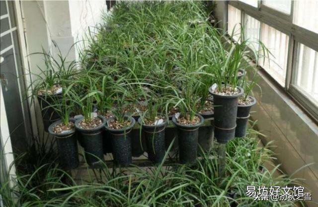 兰花在阳台养殖怎样施肥,注意事项是什么?预防兰株心叶、假鳞茎或兰芽染病?