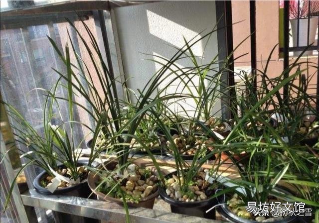 兰花在阳台养殖怎样施肥,注意事项是什么?预防兰株心叶、假鳞茎或兰芽染病?