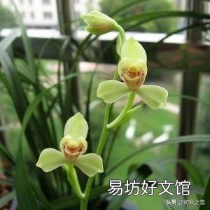 兰花在阳台养殖怎样施肥,注意事项是什么?预防兰株心叶、假鳞茎或兰芽染病?