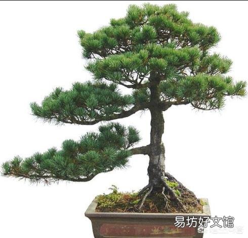 五针松换盆后怎么判断死活？