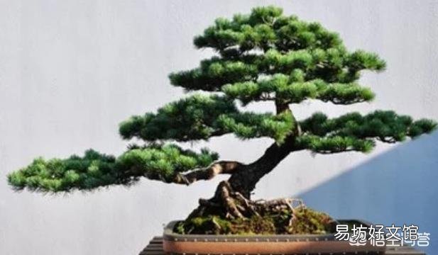 五针松换盆后怎么判断死活？