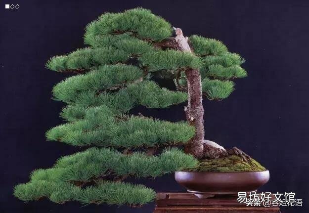 五针松换盆后怎么判断死活？