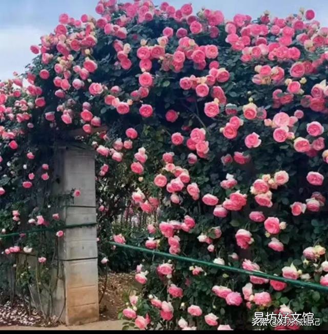 如果只能让你选一种，你会想种什么花？
