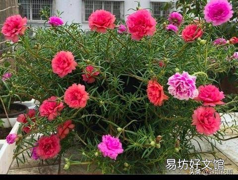 如果只能让你选一种，你会想种什么花？
