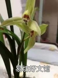 如果只能让你选一种，你会想种什么花？