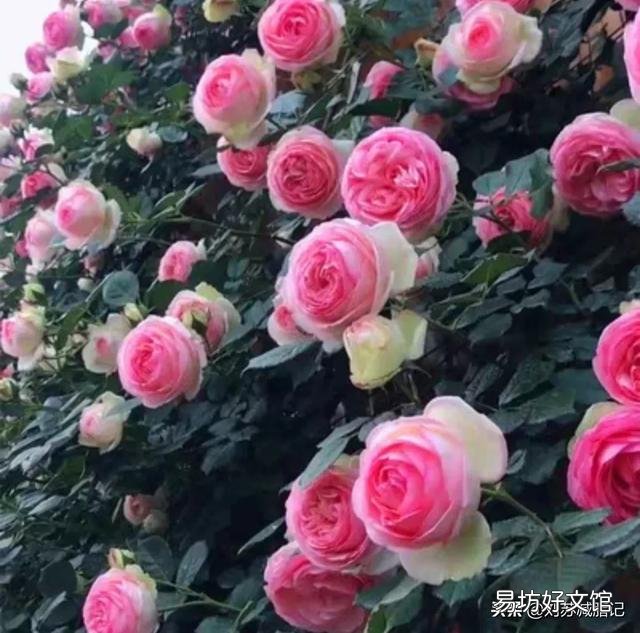 如果只能让你选一种，你会想种什么花？