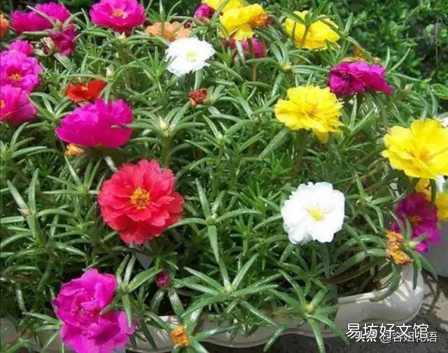 如果只能让你选一种，你会想种什么花？
