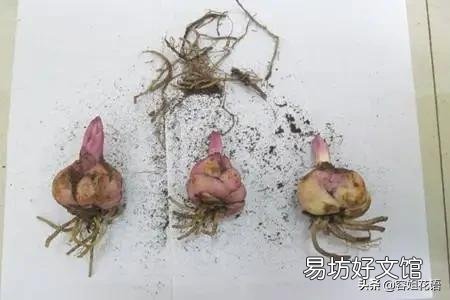 百合种球有点腐烂怎么办?