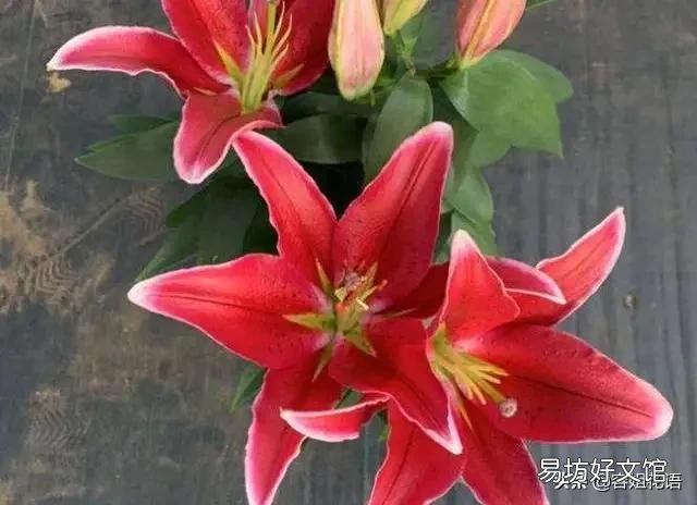 百合种球有点腐烂怎么办?