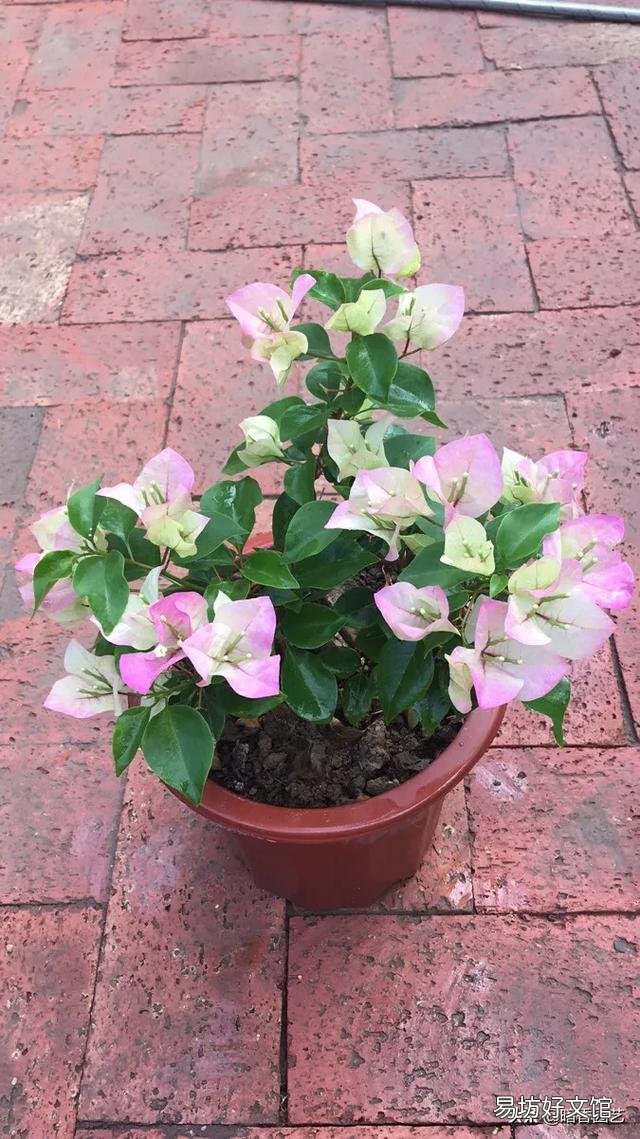三角梅植株不开花,是控水程度不够造成的吗?还会有哪些原因?
