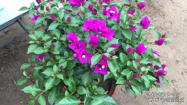 三角梅植株不开花,是控水程度不够造成的吗?还会有哪些原因?