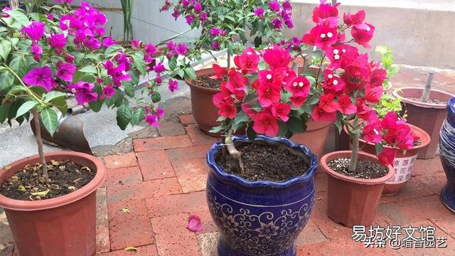 三角梅植株不开花,是控水程度不够造成的吗?还会有哪些原因?