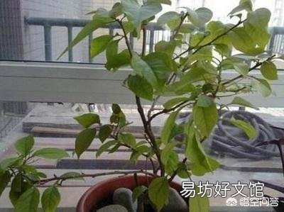 三角梅植株不开花,是控水程度不够造成的吗?还会有哪些原因?