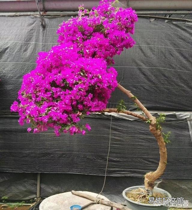 三角梅植株不开花,是控水程度不够造成的吗?还会有哪些原因?