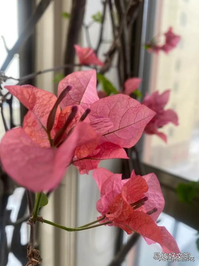 三角梅植株不开花,是控水程度不够造成的吗?还会有哪些原因?