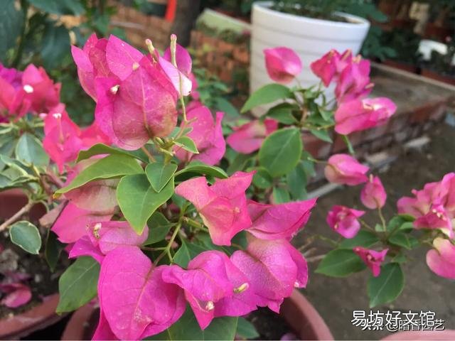 三角梅植株不开花,是控水程度不够造成的吗?还会有哪些原因?
