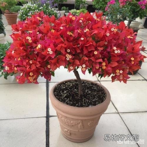 三角梅植株不开花,是控水程度不够造成的吗?还会有哪些原因?