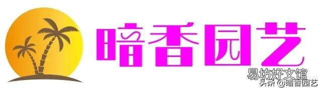 三角梅植株不开花,是控水程度不够造成的吗?还会有哪些原因?