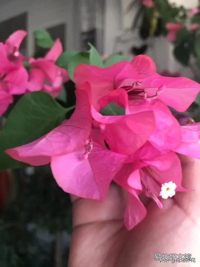 三角梅植株不开花,是控水程度不够造成的吗?还会有哪些原因?