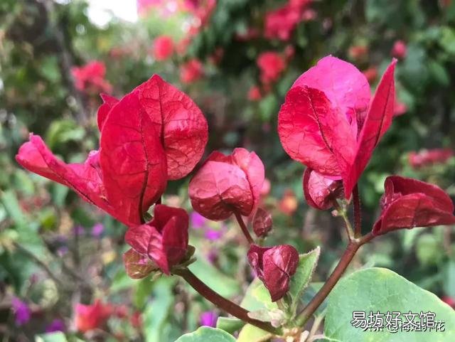 三角梅植株不开花,是控水程度不够造成的吗?还会有哪些原因?
