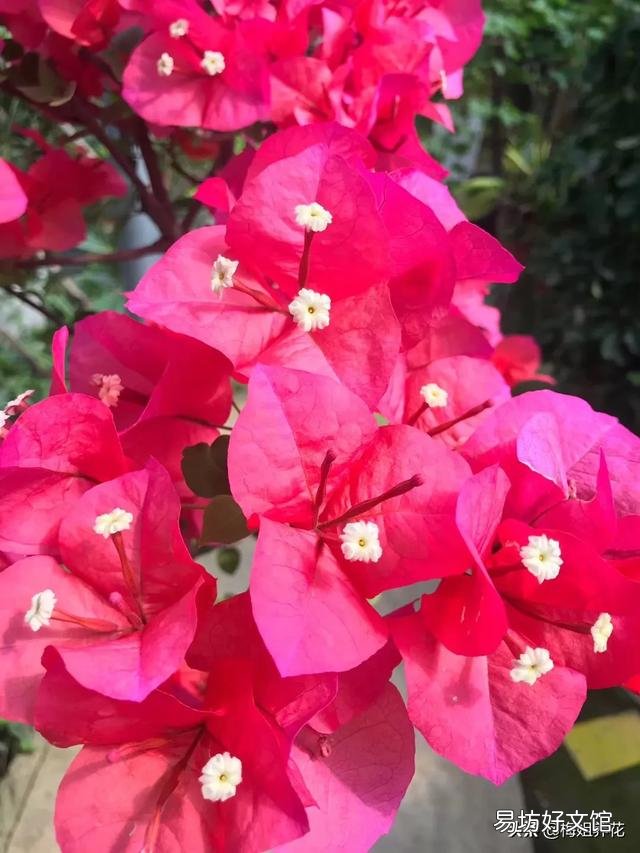 三角梅植株不开花,是控水程度不够造成的吗?还会有哪些原因?