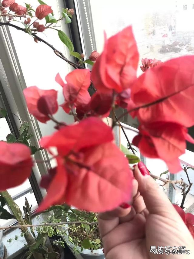 三角梅植株不开花,是控水程度不够造成的吗?还会有哪些原因?