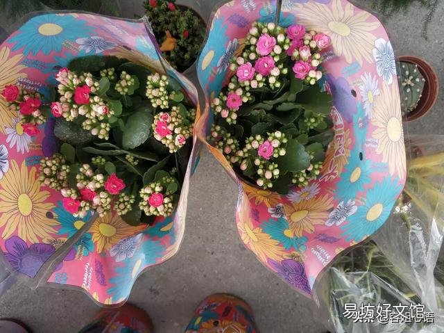 寒露以后长寿花打顶晚不晚?会影响开花吗?