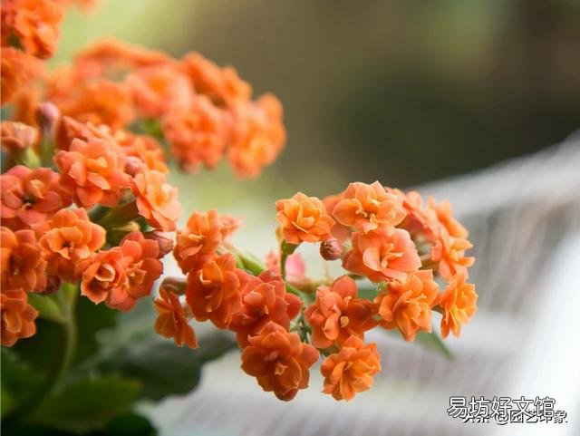 寒露以后长寿花打顶晚不晚?会影响开花吗?