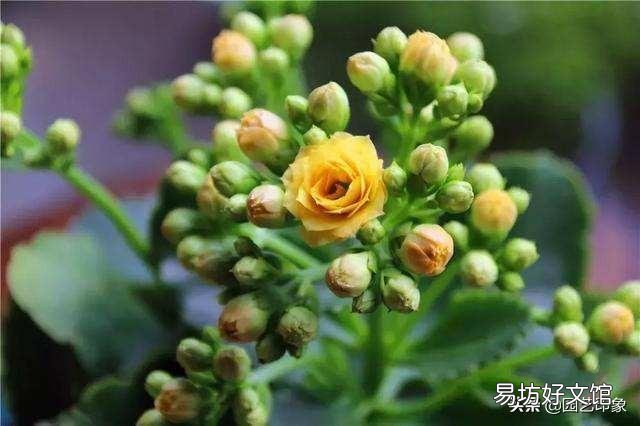 寒露以后长寿花打顶晚不晚?会影响开花吗?