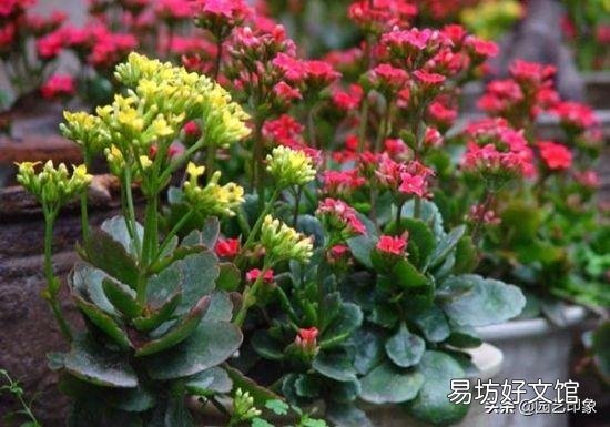 寒露以后长寿花打顶晚不晚?会影响开花吗?