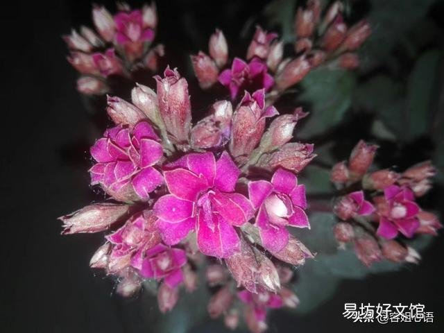 寒露以后长寿花打顶晚不晚?会影响开花吗?