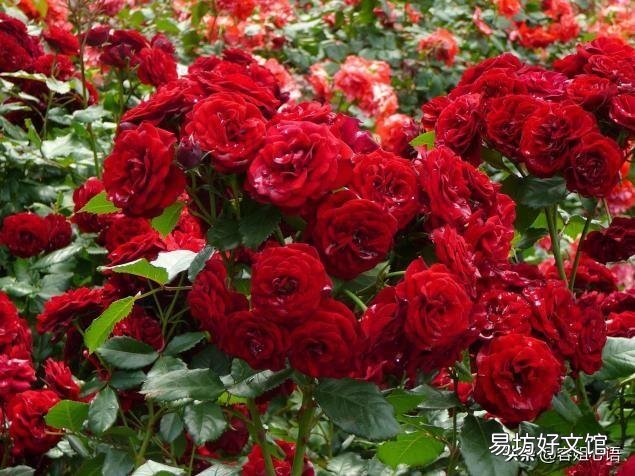 玫瑰花白粉病严重，该用什么药物防治？