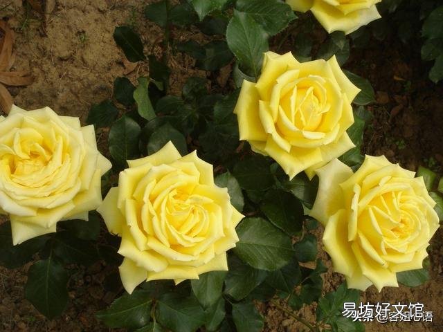 玫瑰花白粉病严重，该用什么药物防治？
