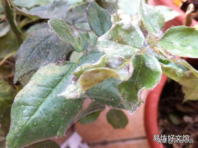 玫瑰花白粉病严重，该用什么药物防治？