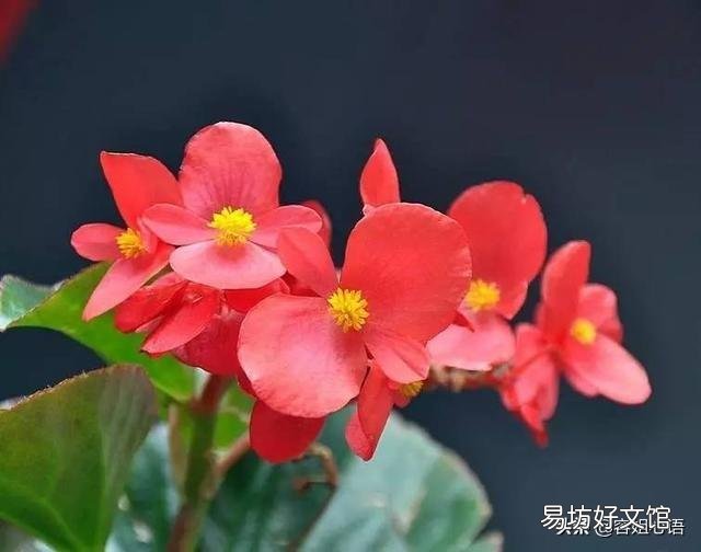四季海棠没有腋芽的原因是什么?