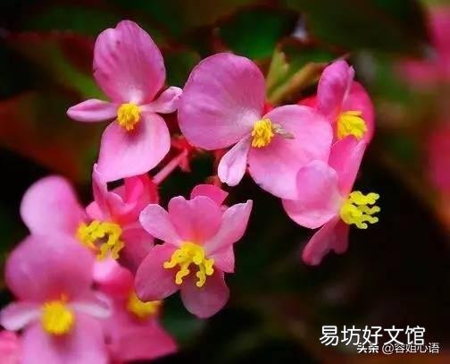 四季海棠没有腋芽的原因是什么?