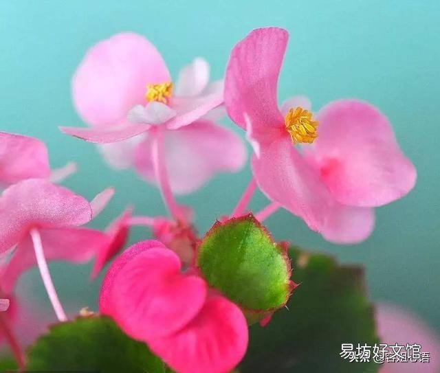 四季海棠没有腋芽的原因是什么?
