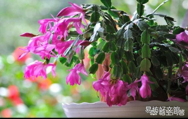 蟹爪兰秋季为什么要把芽打掉?