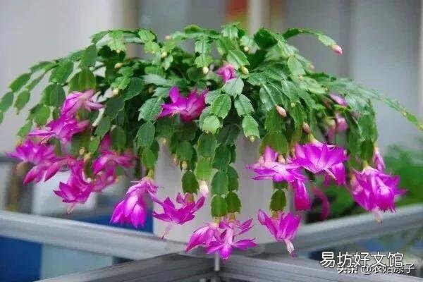 蟹爪兰秋季为什么要把芽打掉?