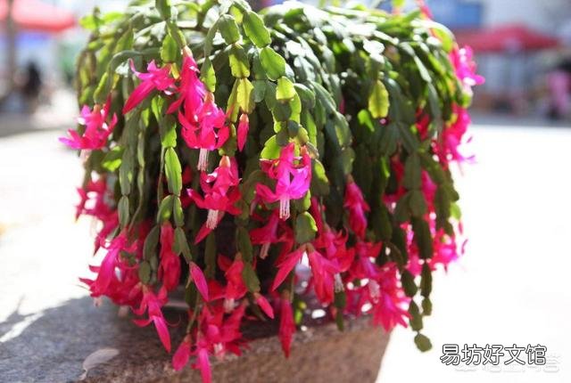 蟹爪兰秋季为什么要把芽打掉?