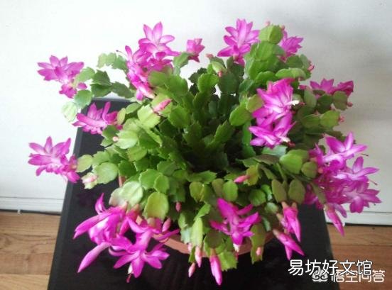 蟹爪兰秋季为什么要把芽打掉?