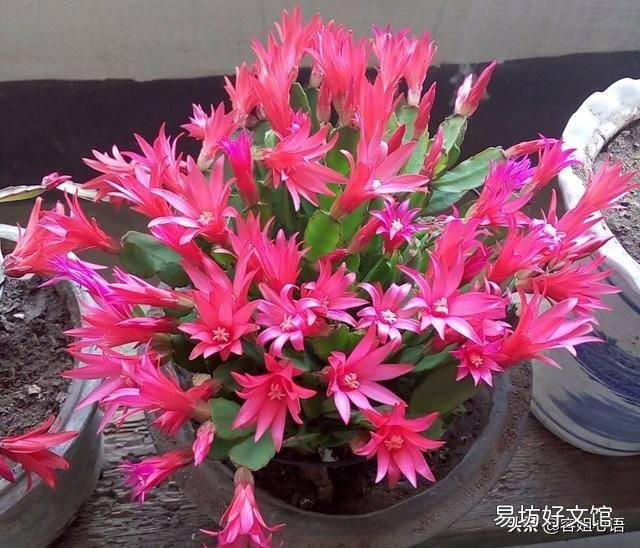蟹爪兰秋季为什么要把芽打掉?