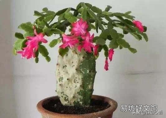蟹爪兰秋季为什么要把芽打掉?